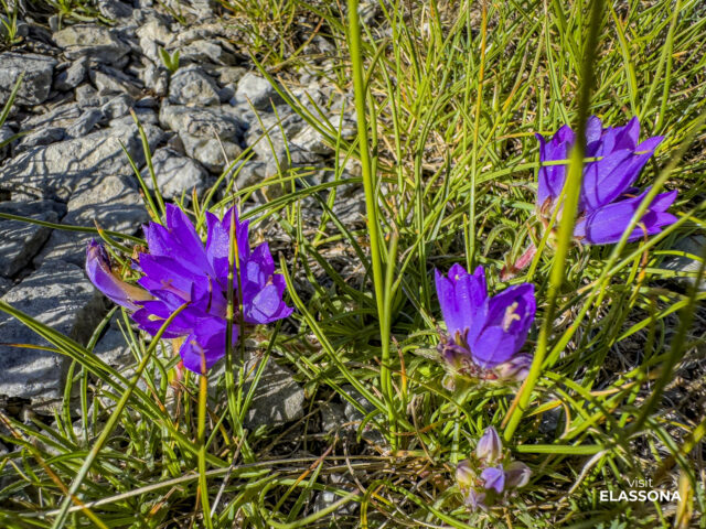 Ο θεσσαλικός Όλυμπος, με αφετηρία την Ελασσόνα, προσφέρει όμορφες διαδρομές για περιπάτους και αναβάσεις σε ένα καθαρό, φυσικό περιβάλλον. Κάθε χρόνο πραγματοποιούνται ορεινοί αγώνες και άλλες δραστηριότητες που δίνουν την ευκαιρία σε επισκέπτες και ντόπιους να γνωρίσουν καλύτερα το βουνό και την περιοχή. 

Thessaly's Mount Olympus, starting from Elassona, offers beautiful trails for walks and climbs in a clean, natural environment. Every year, mountain races and other activities are held, giving visitors and locals the opportunity to get to know the mountain and the area better.

#visitelassona #themountolympus #elassona #thessaly

📸 Photo by: @gianniszarzonis